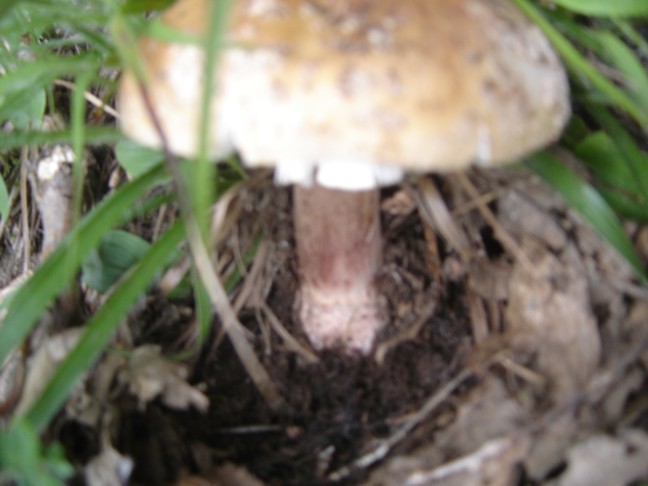 Amanita Rubescens?...